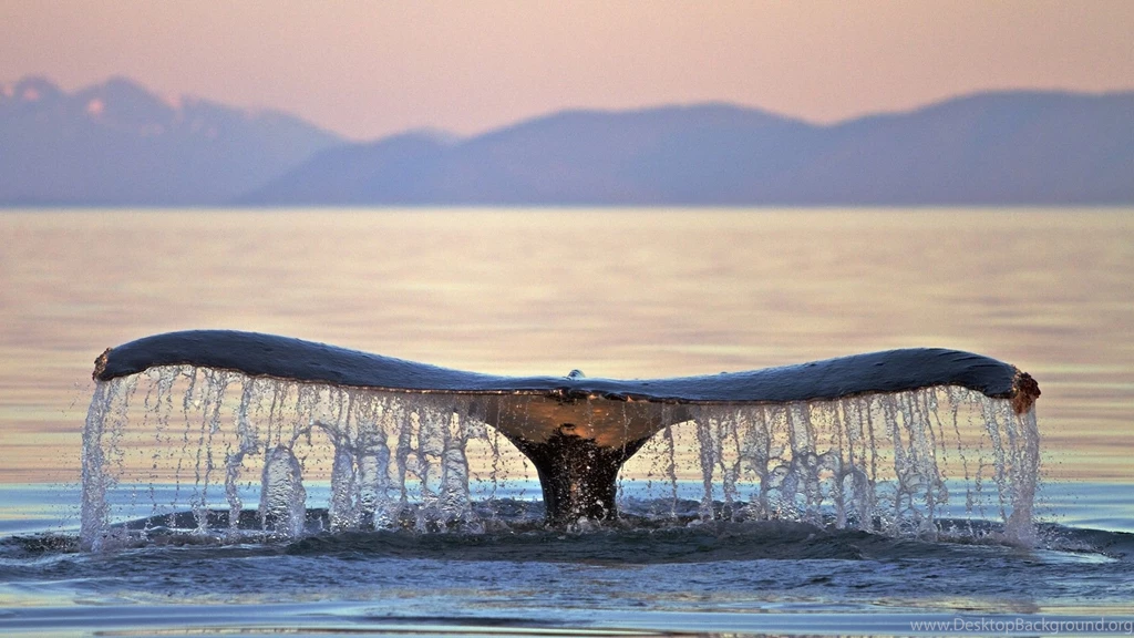 6 Humpback Whale HD Wallpapers