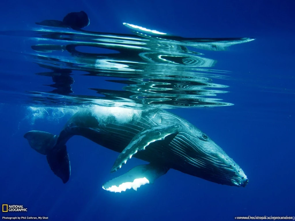 Humpback Whale Wallpapers 198029
