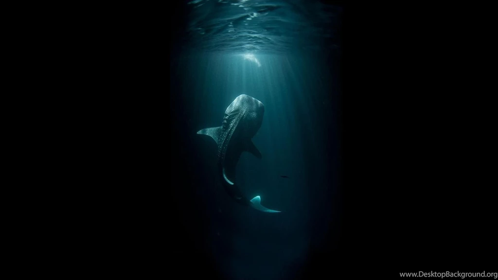 Whale Shark Wallpapers Elegant Download 41936 Full HD Wallpapers ...