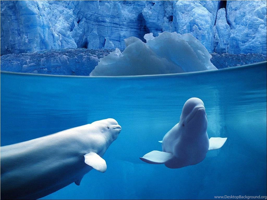 Beluga Whale Wallpapers Animals Town
