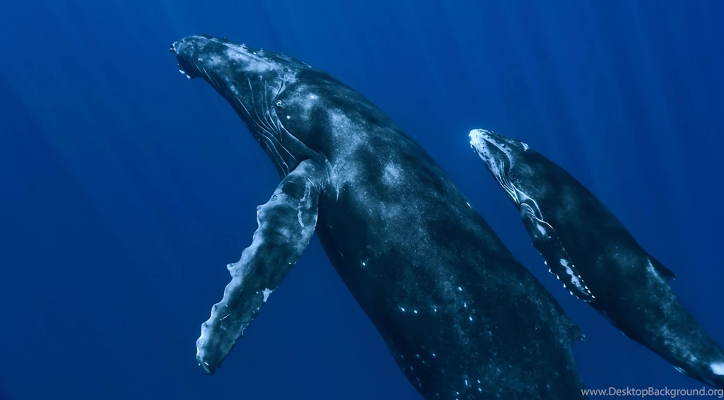 Blue Whale HD Wallpapers