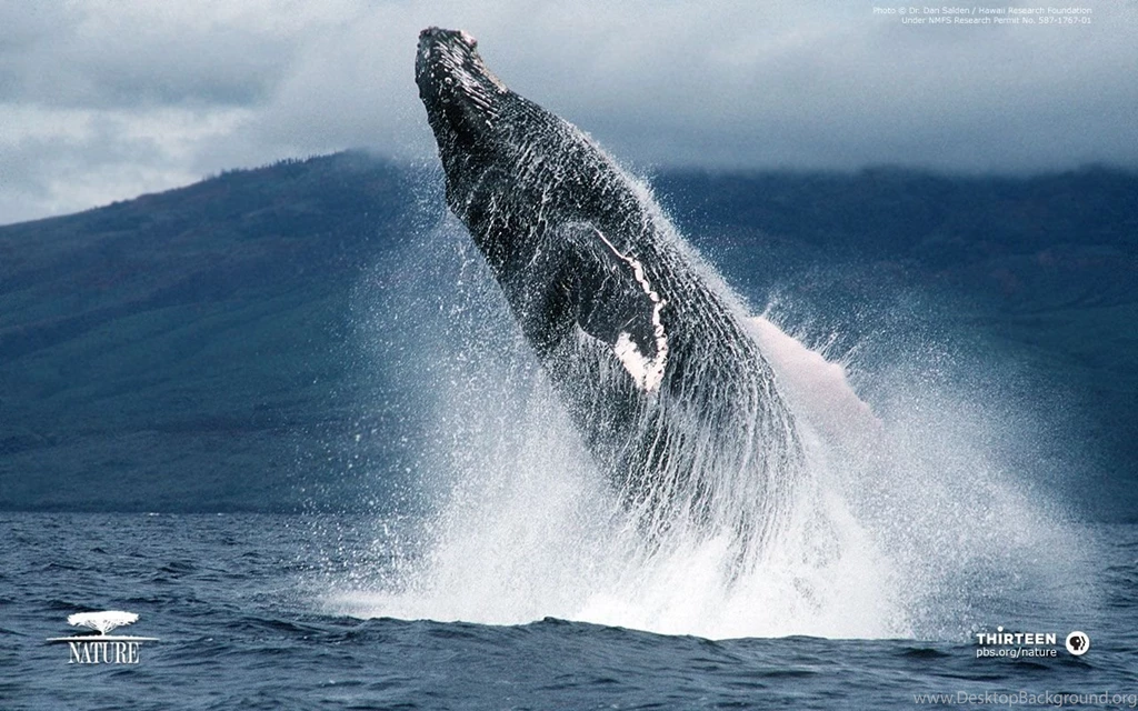 Whale Wallpapers   33521