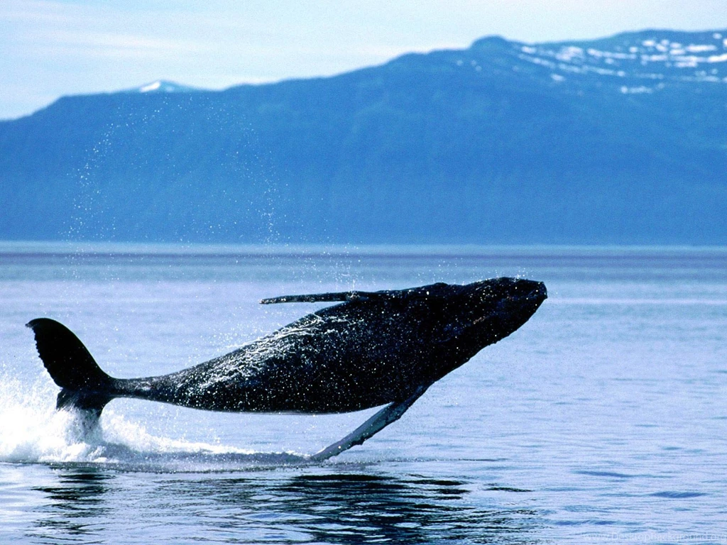 Whale Wallpapers   Animals Town