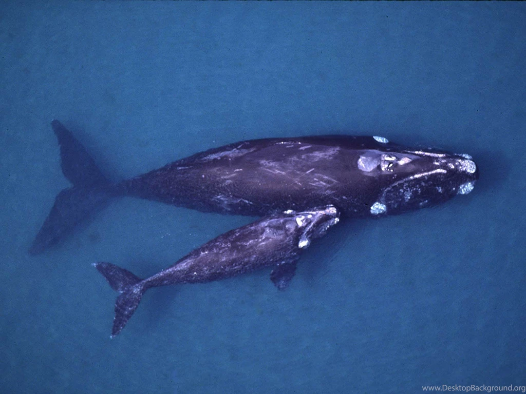 Whale Wallpapers And Backgrounds   Animals Town