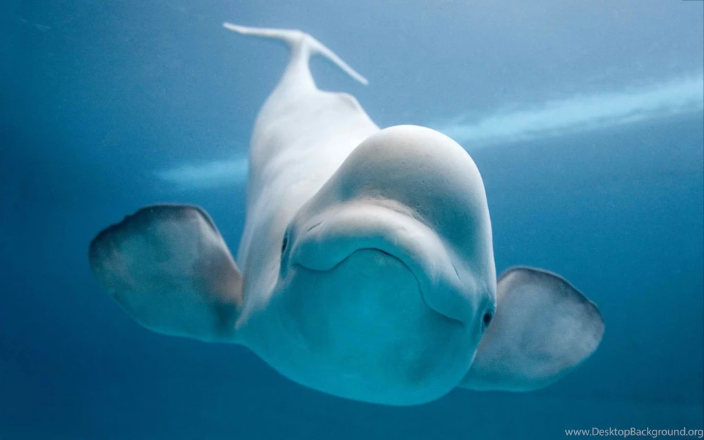 Beluga Whale Wallpapers