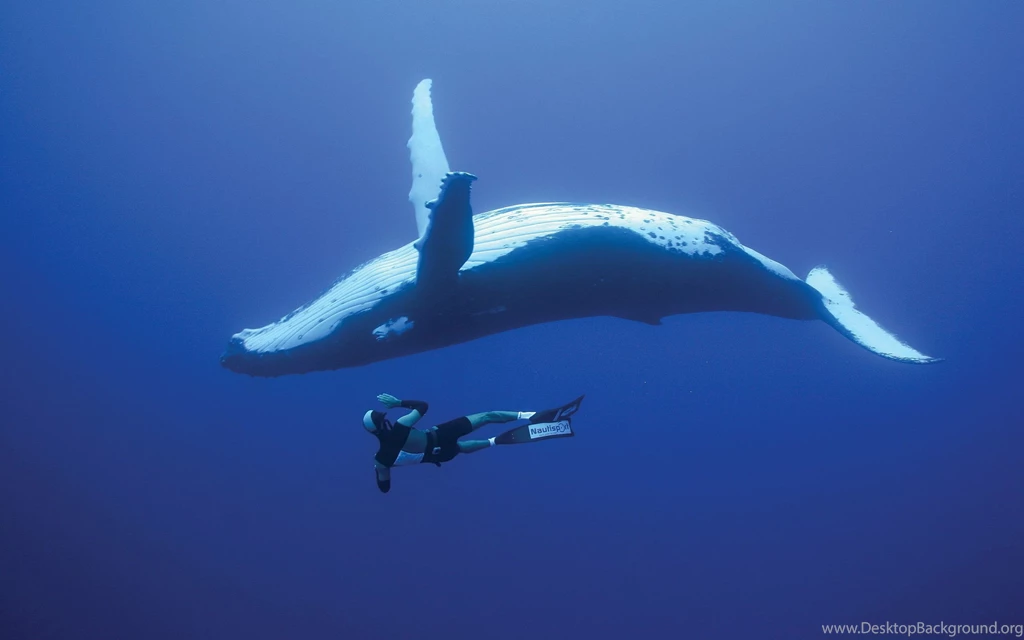 Diving With Whales Wallpapers