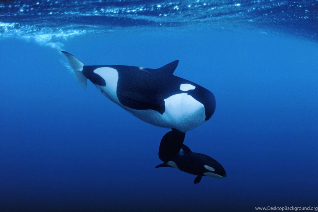 Pic New Posts: Wallpapers Whales
