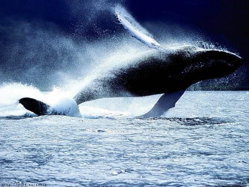 Whale Whales Wallpapers (9444797) Fanpop