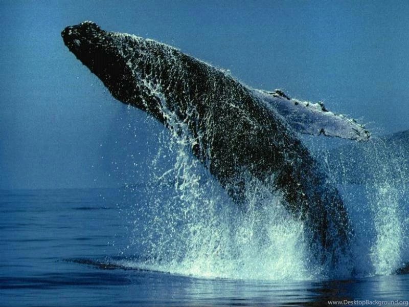 Whale Wallpapers. Images And Animals Whale Pictures (731)