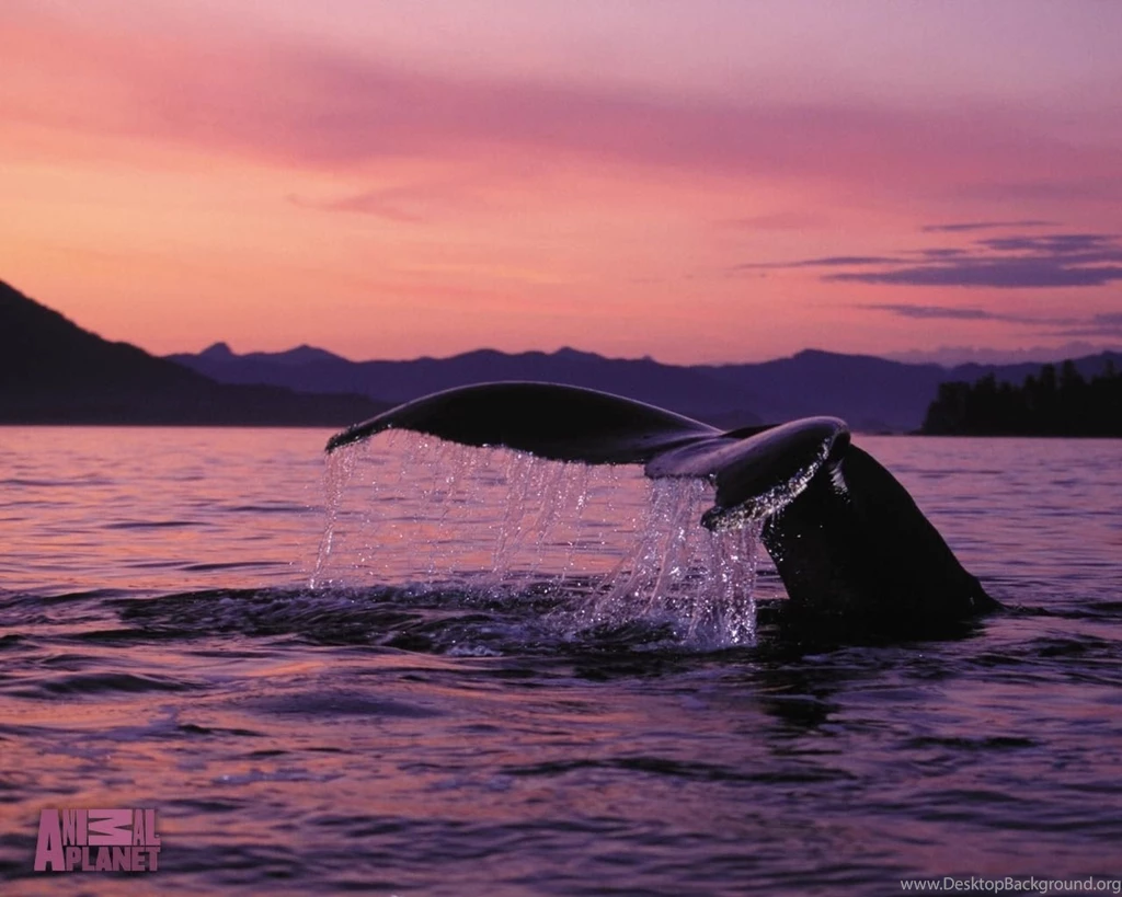 Mat Denan: Get Wallpapers Code   Get Whale