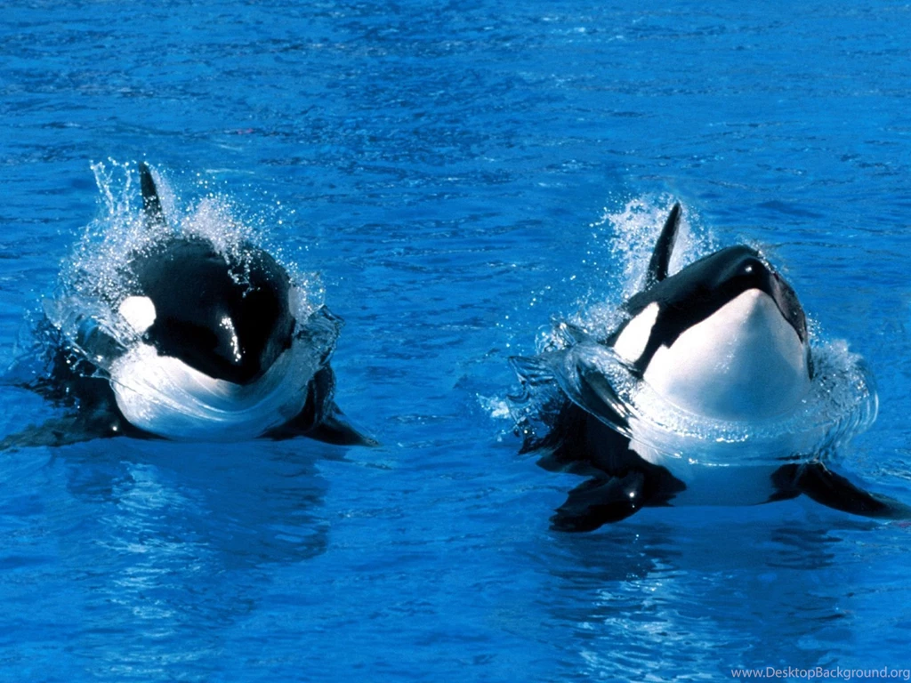 Killer Whale (Orca) Desktop And Mobile Wallpapers Animals Town