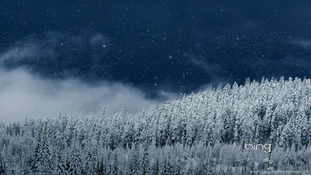 Download 1920x1080 Bing Starry Night In Forest Wallpapers