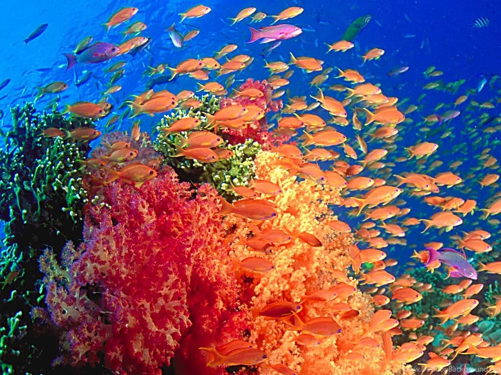 Skip's Underwater Image Gallery > Free Wallpapers