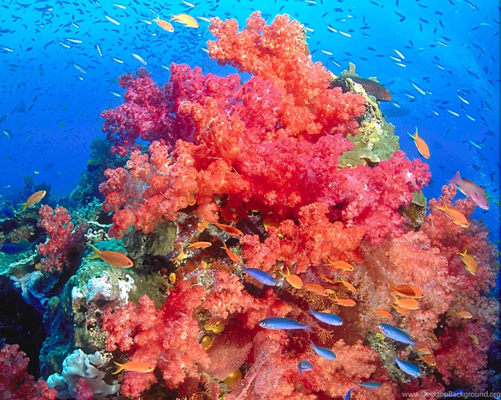 Coral Reef HD Wallpapers Coral Reef Photos, New Wallpapers