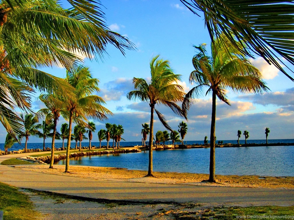 Palm Trees On The Coast Of Miami Wallpapers And Images ...