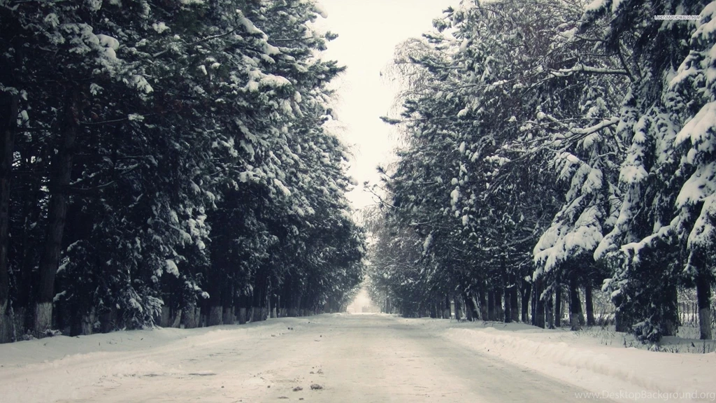 Snowy Road Between The Trees Wallpapers