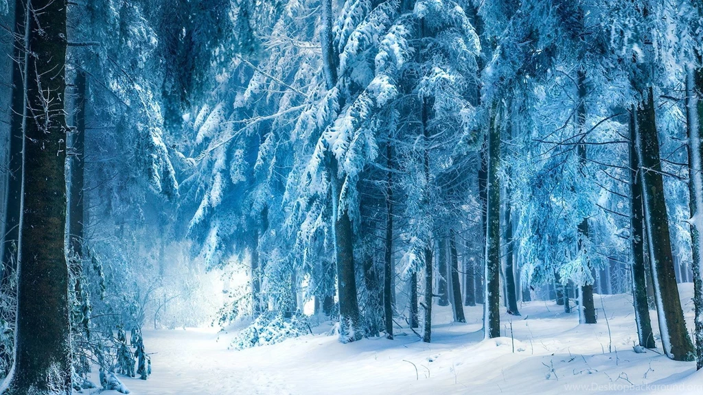 Snowy Forest Wallpapers