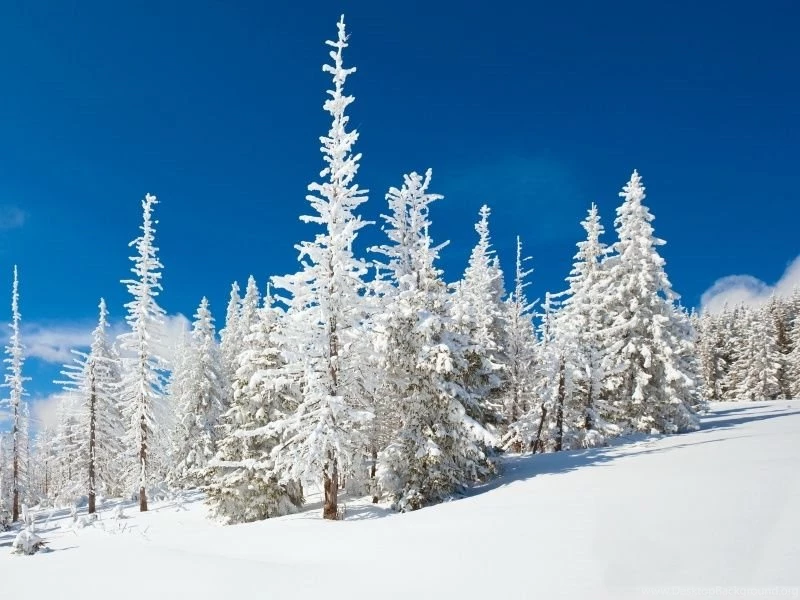 Beautiful Snowy Forest HD Desktop Wallpapers : High Definition ...