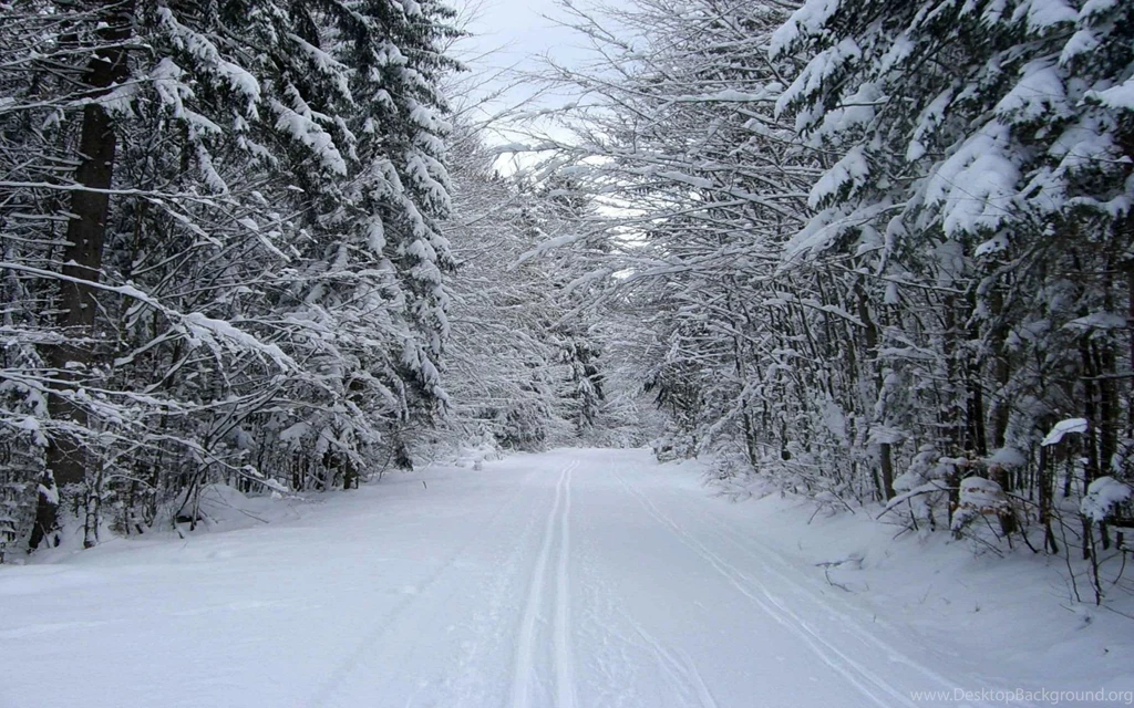 Snowy Forest & Road Wallpapers