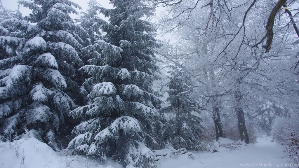 Snowy Pine Trees Wallpapers Nature Wallpapers