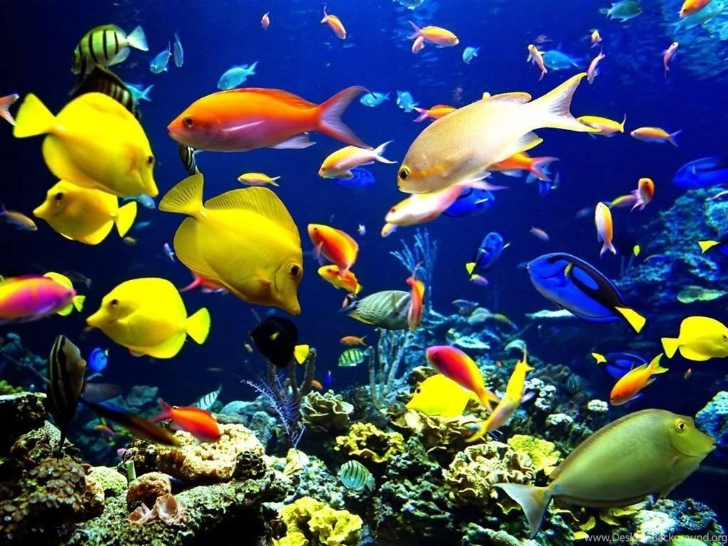 Wallpapers For Laptop Desktop Backgrounds