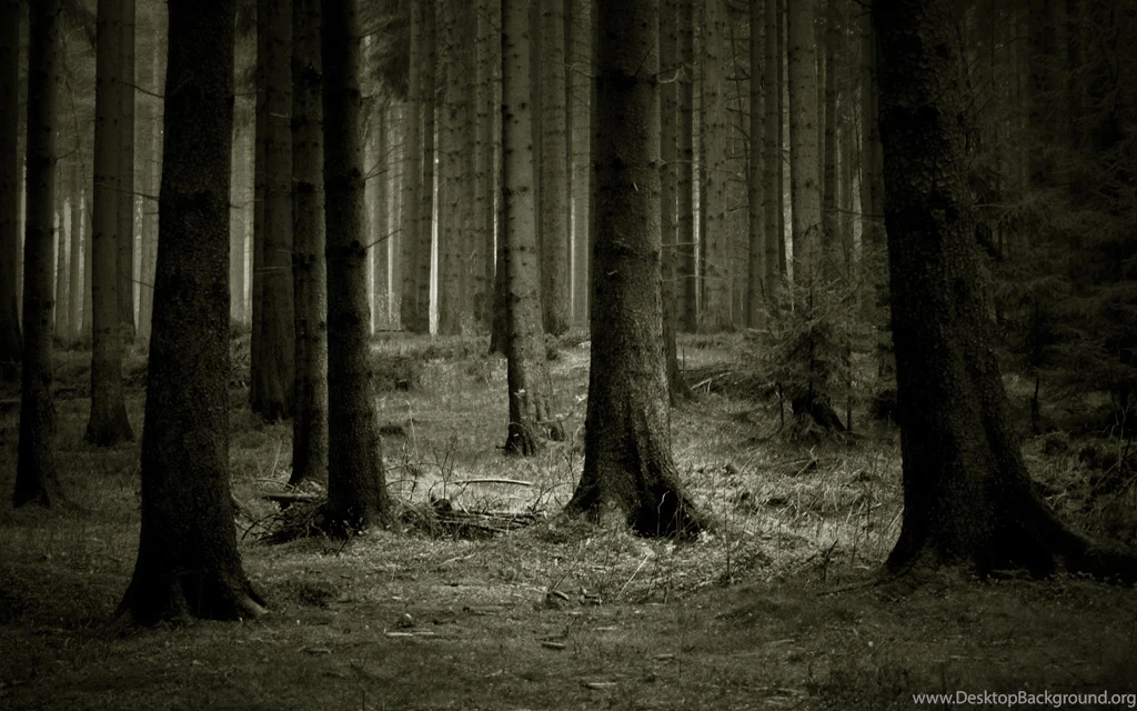 2560x1600 Forest, Dark, Trees Wallpapers And Pictures 61969