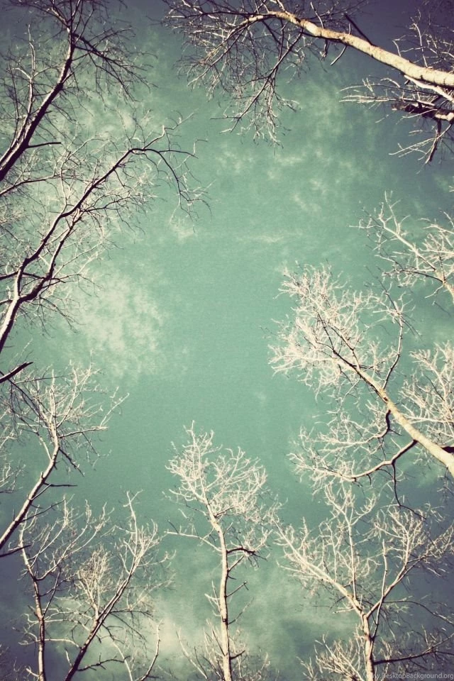 Download Wallpapers 640x960 Trees, Naked, Kroner, Light, From Below ...