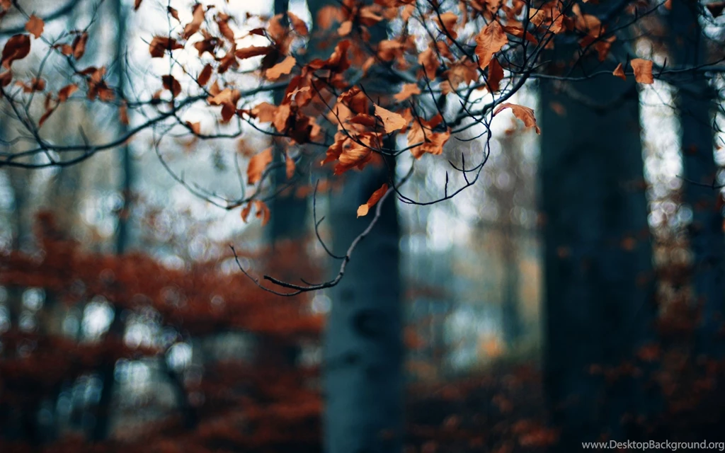 Download Wallpapers 3840x2400 Branch, Autumn, Leaves, Yellow, Dry ...
