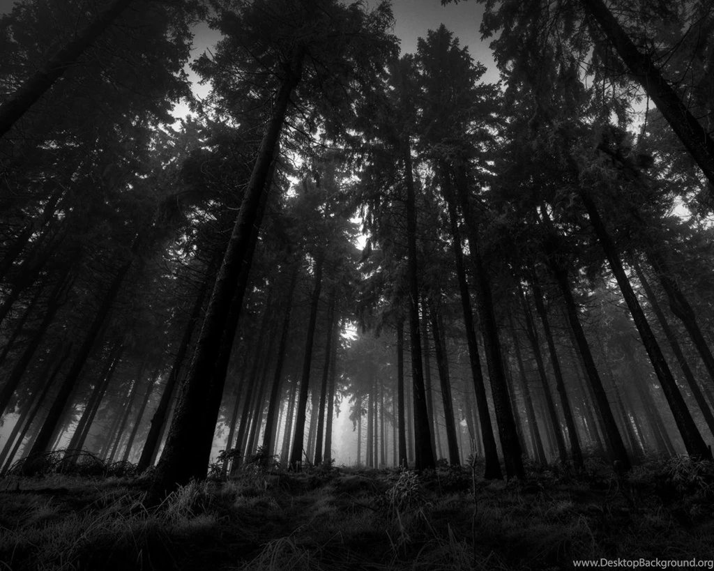 Nature Trees Wood Fog Silence Below Gloomy Wallpapers