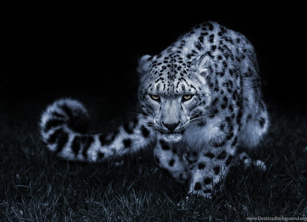 Snow Leopard Desktop Wallpaper, Snow Leopard Backgrounds, New ...