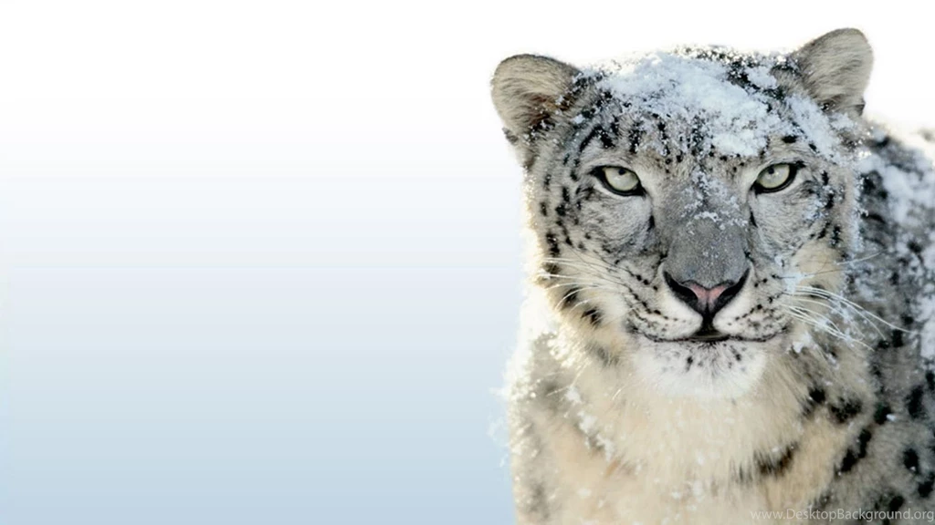 White Leopards HD Wallpapers