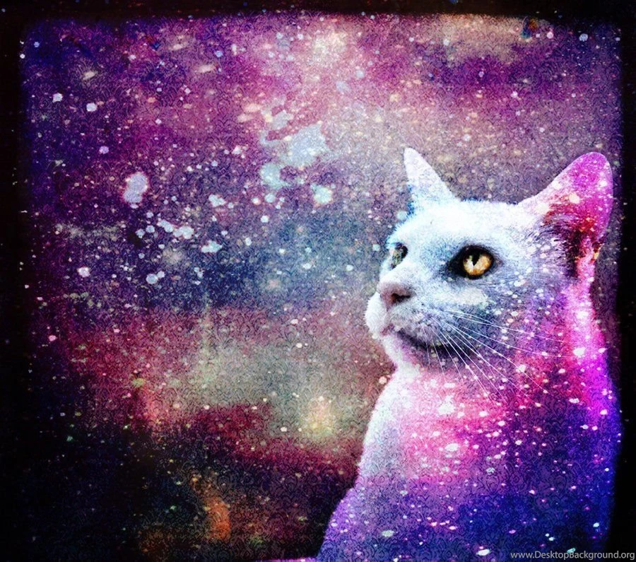 Galaxy Cat HD Wallpapers
