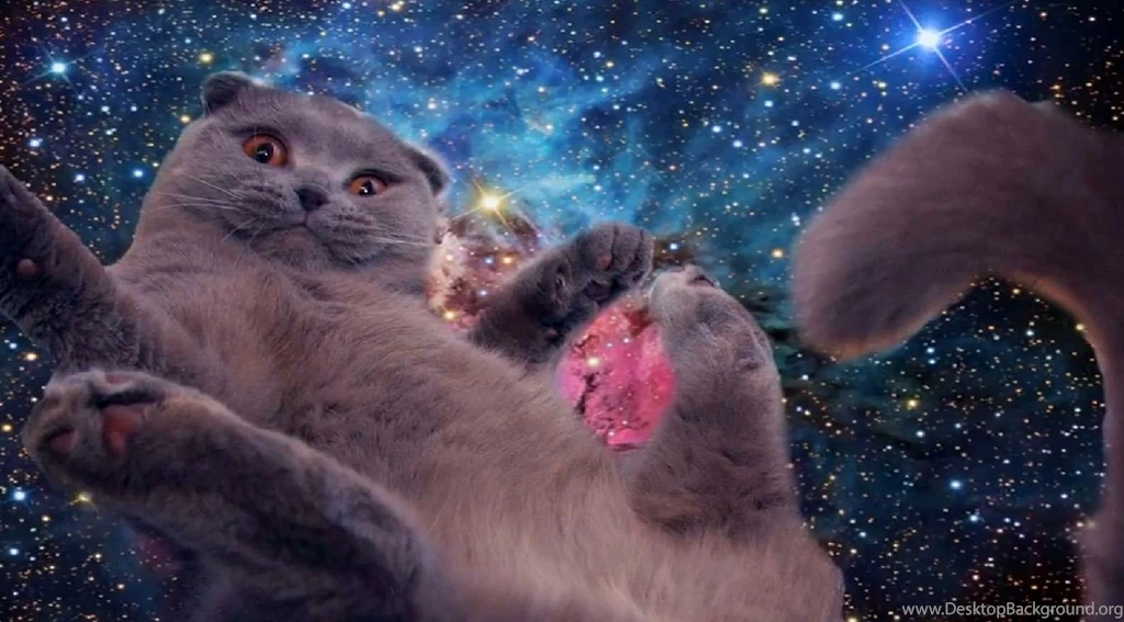 Space Cat Wallpapers...The Invasion Has Begun!! Kneel!!! Album ...