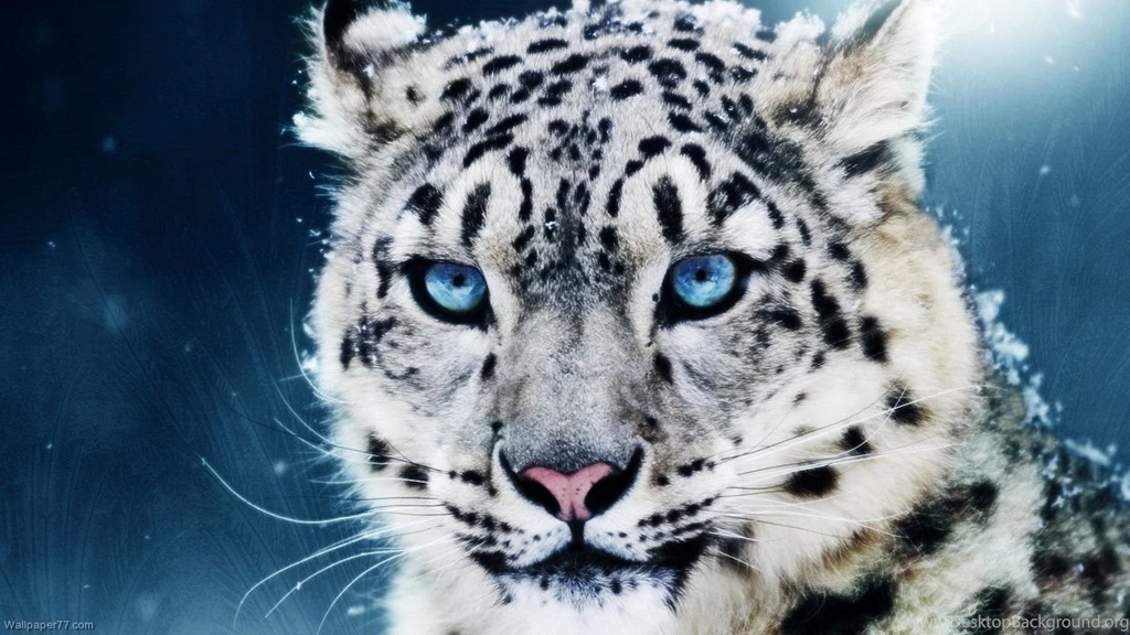 Baby Snow Leopard Wallpapers Wallpaper.