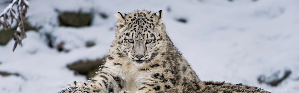 Dual Wide Snow Leopard Wallpapers HD, Desktop Backgrounds ...