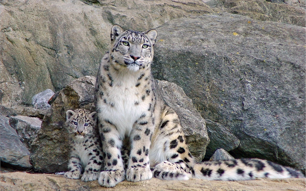 Snow Leopard And The Kitten Wallpapers And Images Wallpapers ...