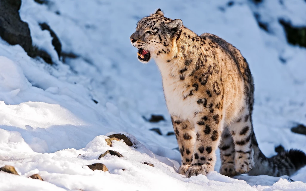 Snow leopard animal hd wallpaper 2560x1600 28980.jpg