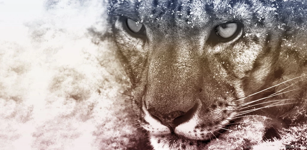 Snow Leopard Wallpapers By Kruzay On DeviantArt