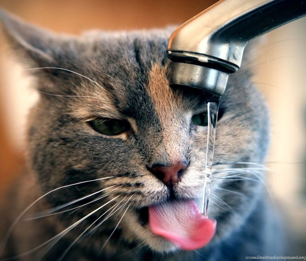 Download Cat Drinking Water Wallpapers For Samsung Galaxy Tab