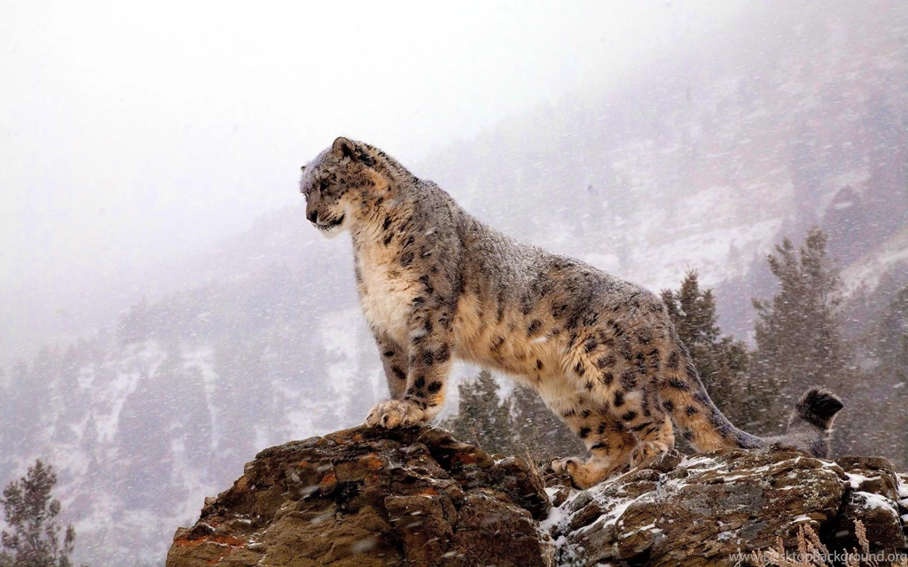 Snow Leopard Wallpapers Tag Amazing Wallpaperz