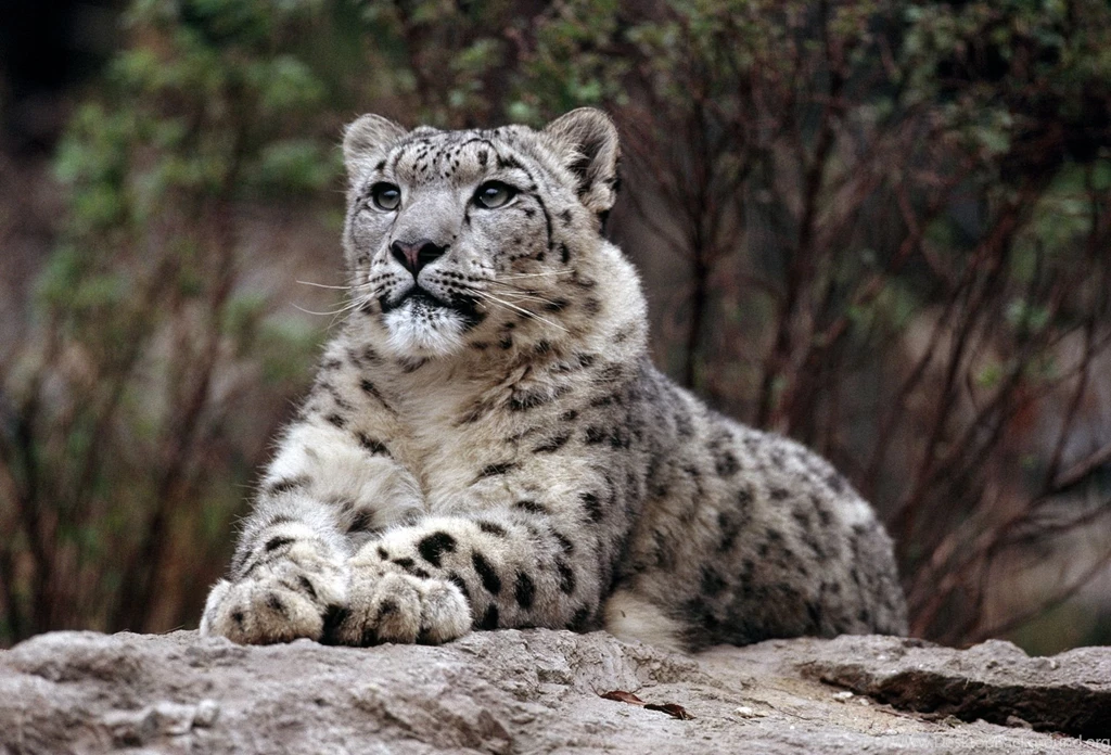 Full HD Snow Leopard Wallpapers