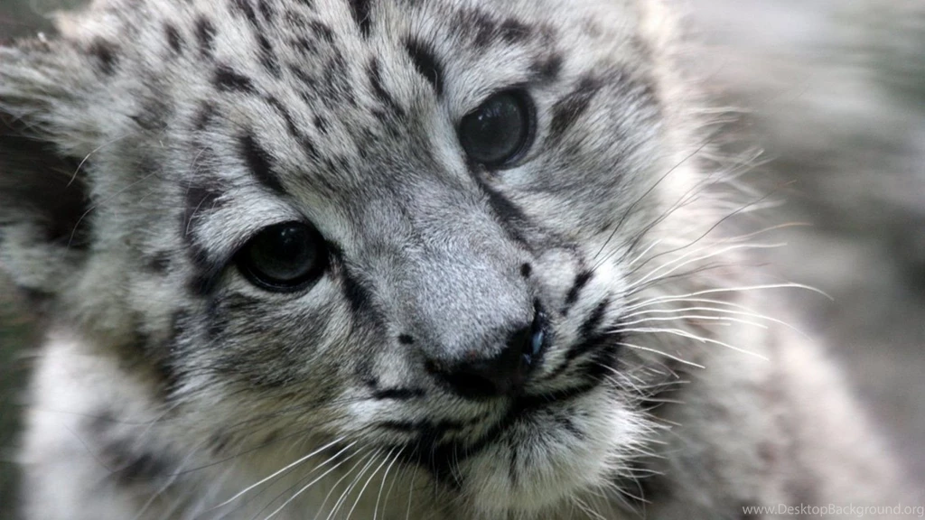 HD Wallpapers Otife Snow Leopard Cub Wallpapers By Fugal 1534547