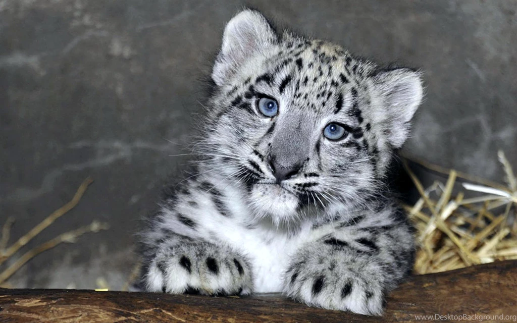 Snow Leopard Cub 2 Month (