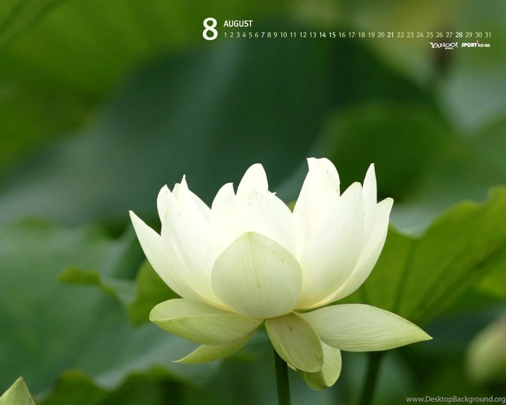 South Korea August Calendar Wallpapers 29821 Calendar Wallpapers ...