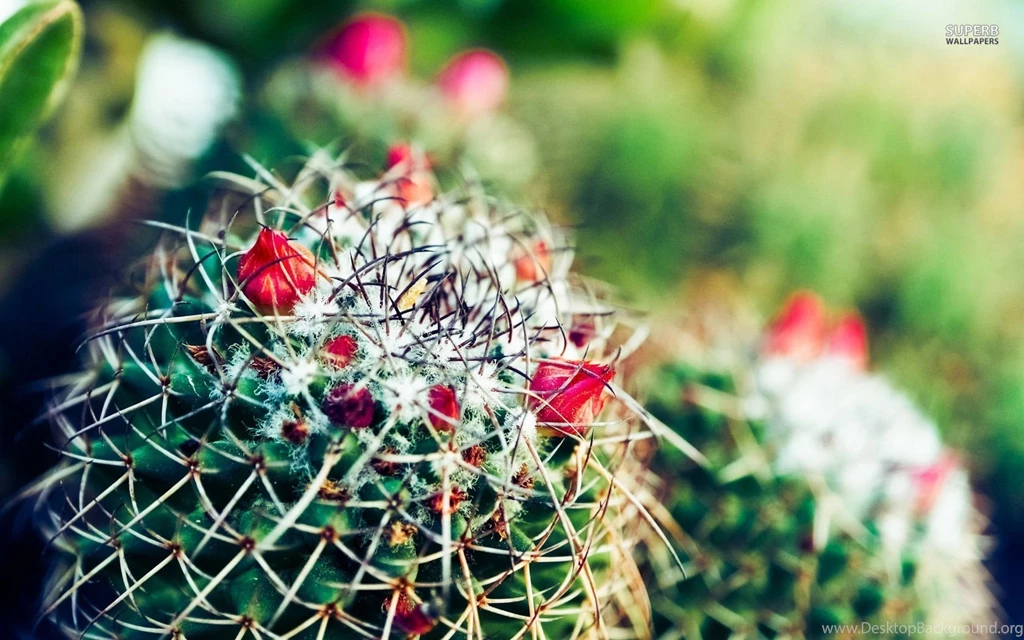 Cactus Wallpapers HD Pictures