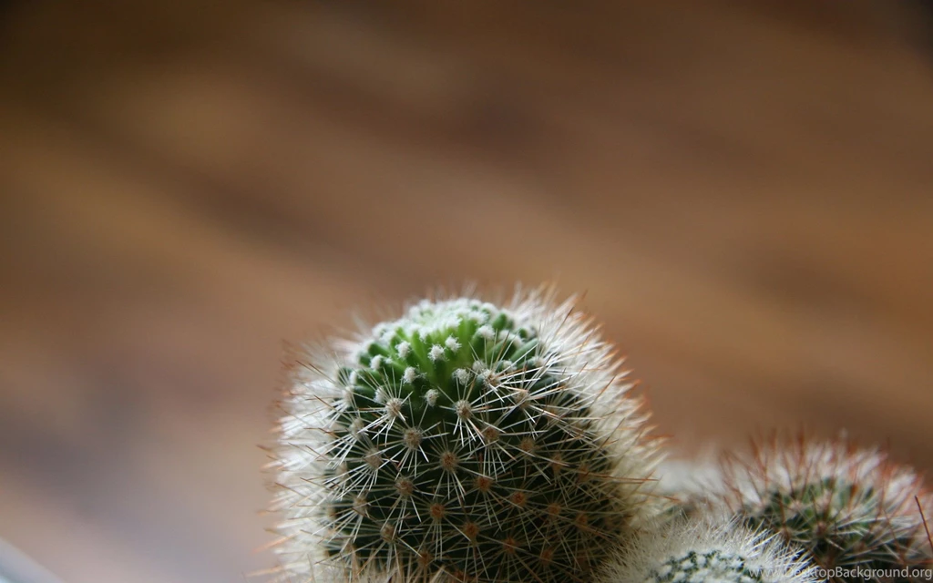 Cactus Wallpapers HD