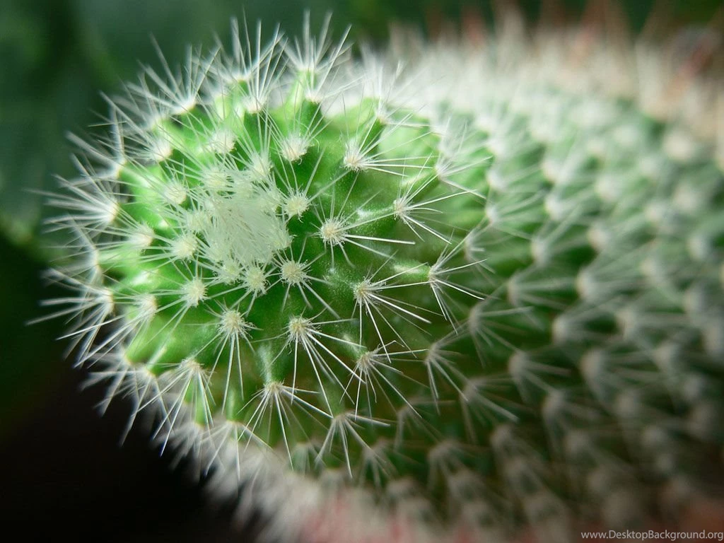 Gorgeous Cactus Wallpapers