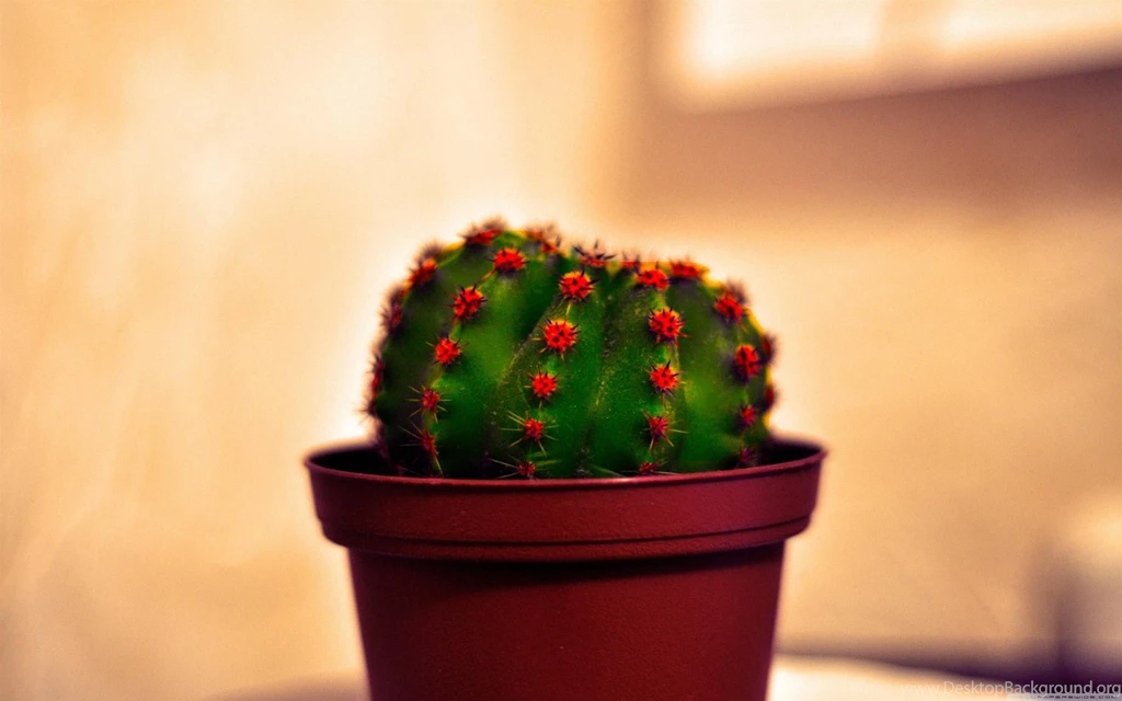 HQ Cactus Wallpapers