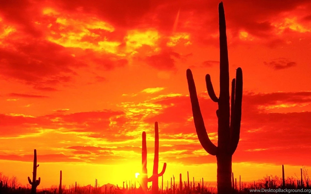 Cactus Wallpapers