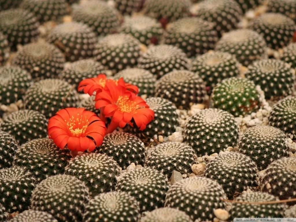 Potted Cactus HD Desktop Wallpapers : Fullscreen : Mobile : Dual ...